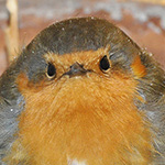 Pettirosso (Erithacus rubecola)
