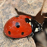 Coccinella (Adalia bipunctata)