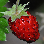 Fragola di bosco (Fragaria vesca)