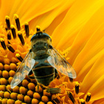 Girasole (Helianthus  annuus)
