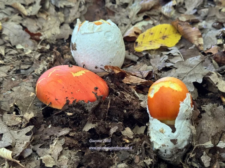 Amanita caesarea (Scop.) Pers., Syn. meth. fung. (Göttingen) 2: 252 (1801)