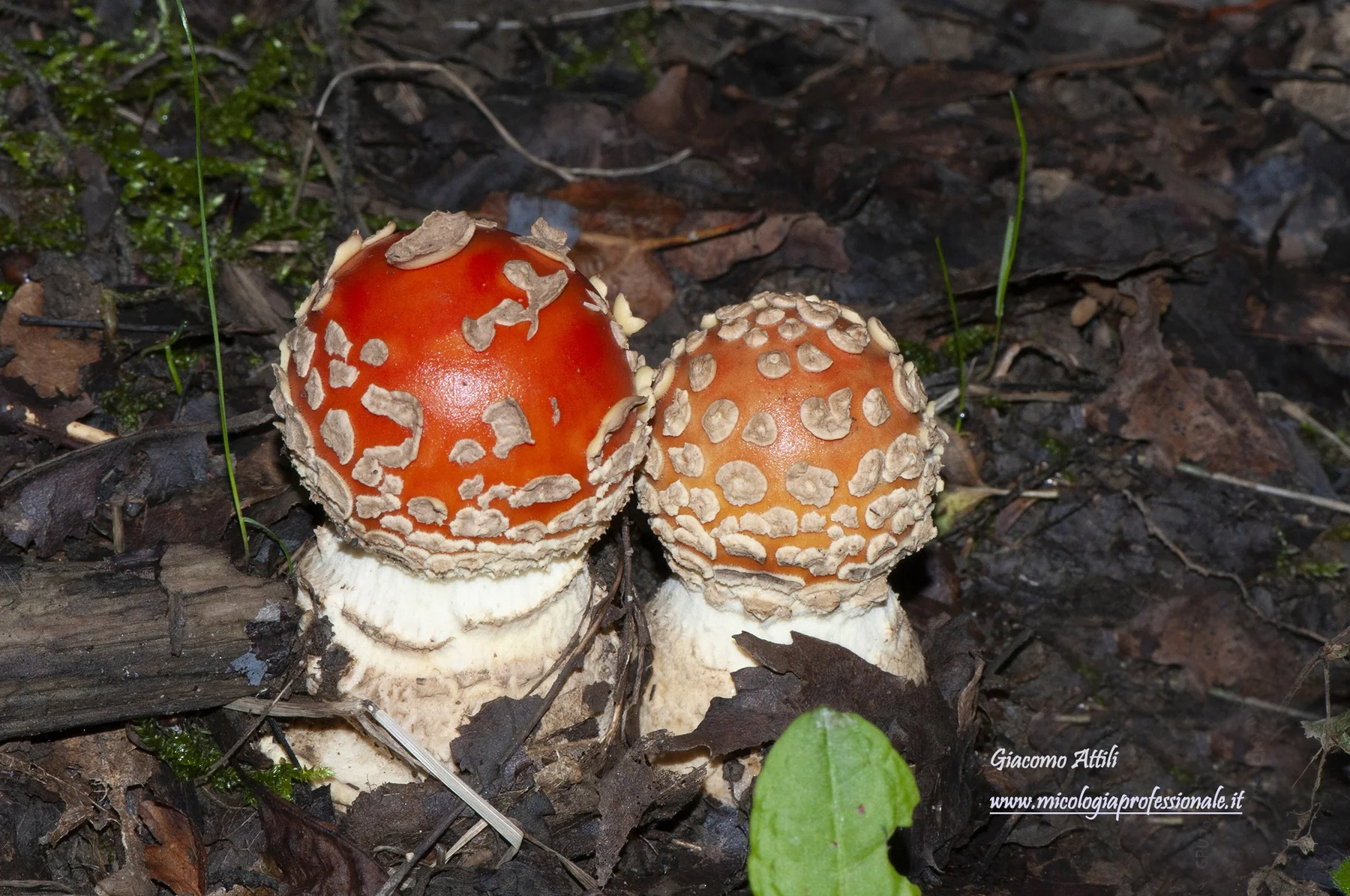 Amanita muscaria (L.) Lam., Encycl. Méth. Bot. (Paris) 1(1): 111 (1783)