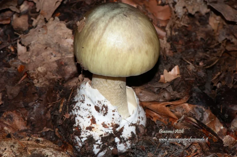 Amanita phalloides (Vaill. ex Fr.) Link, Handb. Erk. Gew. 3: 272 (1833)
