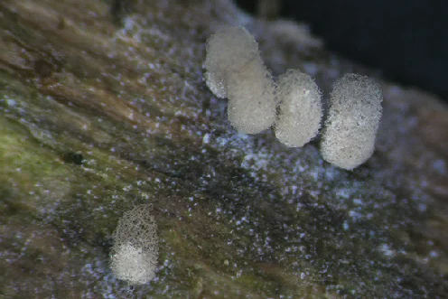 Arcyria cinerea, Arcyriaceae Ex Cooke