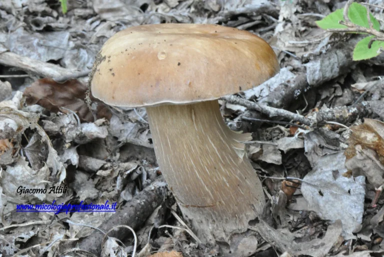 Boletus edulis Bull., Herb. Fr. (Paris) 2: pl. 60 (1782) [1781-82]