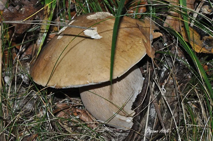 Boletus edulis Bull., Herb. Fr. (Paris) 2: pl. 60 (1782) [1781-82]