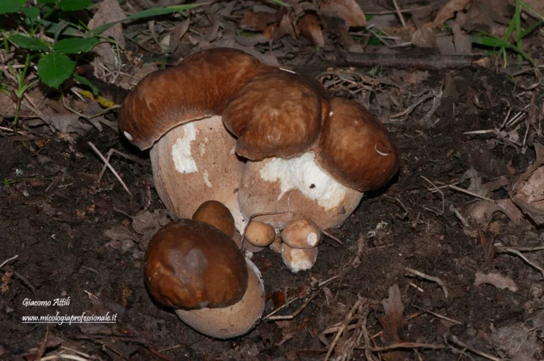 Boletus reticulatus Schaeff., Fung. bavar. palat. nasc. (Ratisbonae) 4: 78 (1774)
