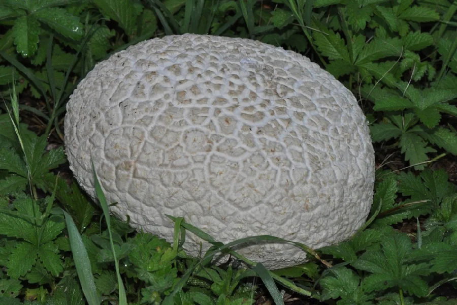 Bovistella utriformis, fotografia 2
