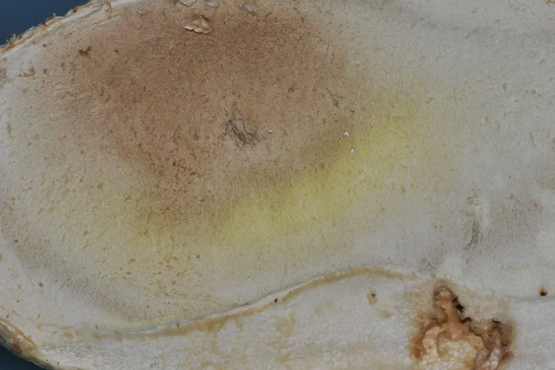 Gleba, con processo di maturazione avanzato, in Bovistella utriformis