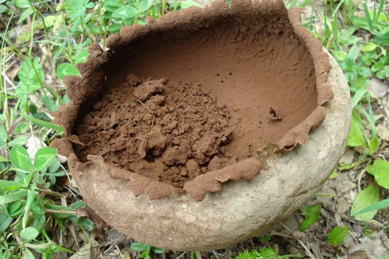 Bovistella utriformis, fotografia 9