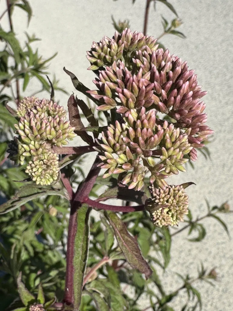 Canapa acquatica (Eupatorium cannabinum)