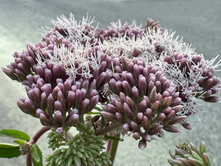 Canapa acquatica in fiore (Eupatorium cannabinum)