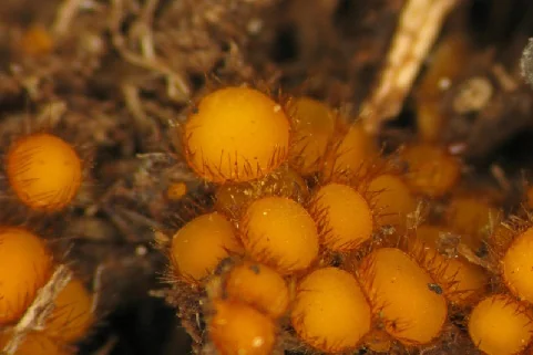 Cheilymenia stercorea, Pyronemataceae Corda