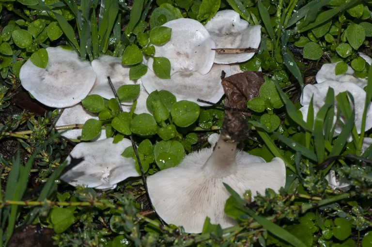 Clitocybe rivulosa, Tricholomataceae