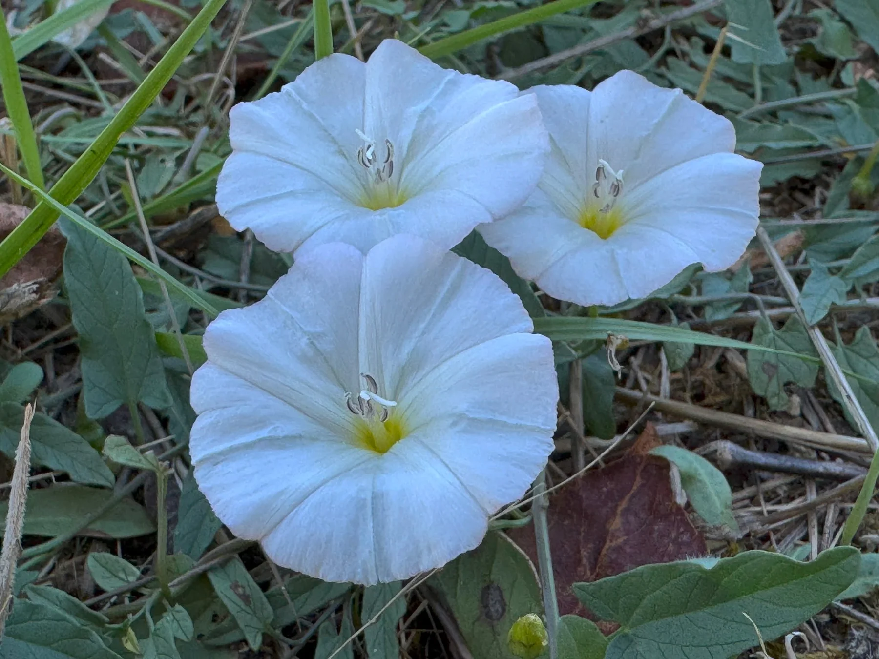 Convolvo (Convolvulus arvensis)