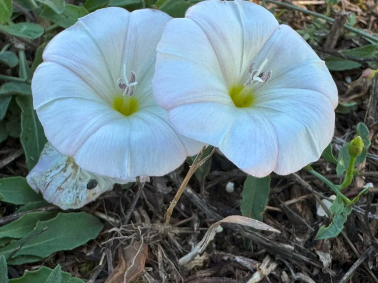 Convolvo (Convolvulus arvensis)