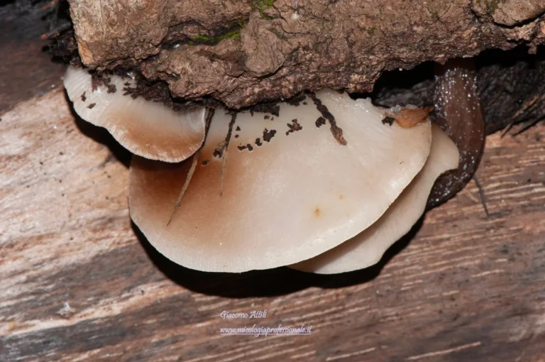 Crepidotus mollis (Schaeff.) Staude, Schwämme Mitteldeutschl. 1: 71 (1857)