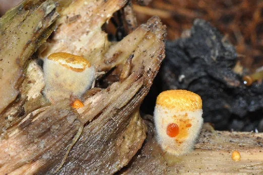 Crucibulum laeve, Nidulariaceae