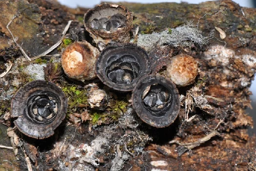 Cyathus stercoreus, Nidulariaceae