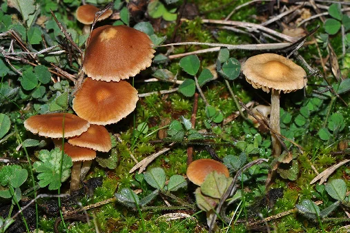 Diderma radiatum, fotografia 5