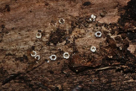 Diderma radiatum, Didymiaceae Rostaf ex Cooke