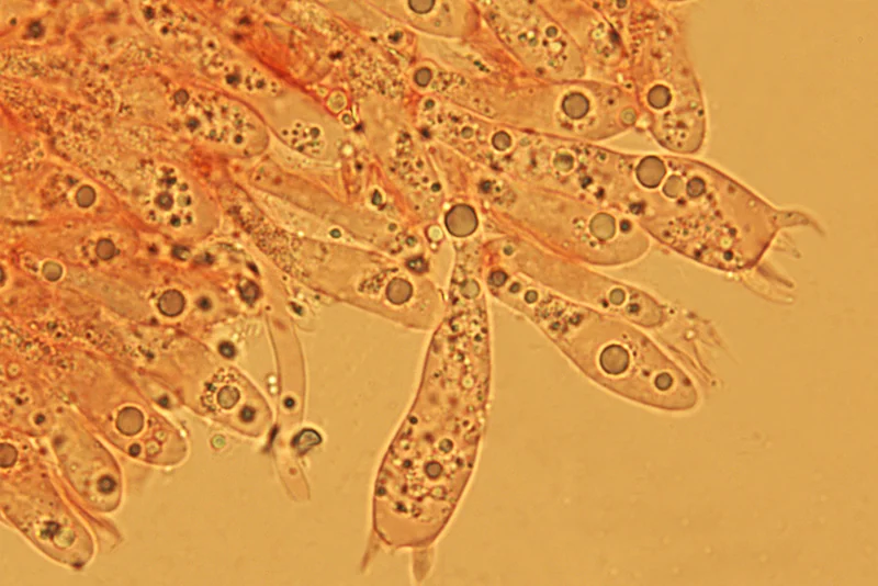 Flammulina ononidis Arnolds - Basidi (Obiettivo 100 x)