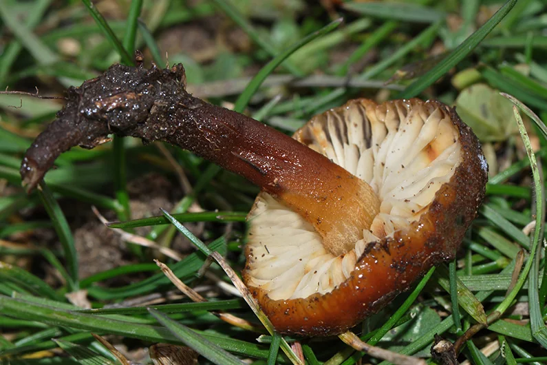 Flammulina ononidis, fotografia 3