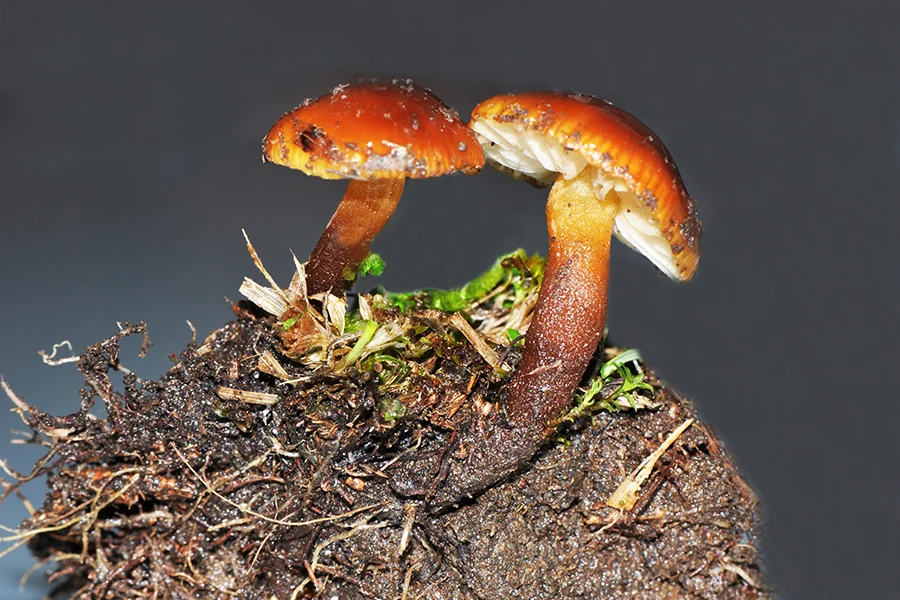 Flammulina ononidis, fotografia 5