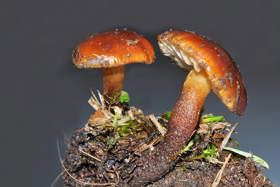 Flammulina ononidis, fotografia 6