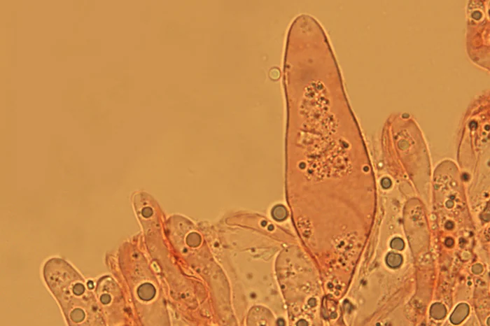 Flammulina ononidis Arnolds - Pleurocistide (Obiettivo 100 x)