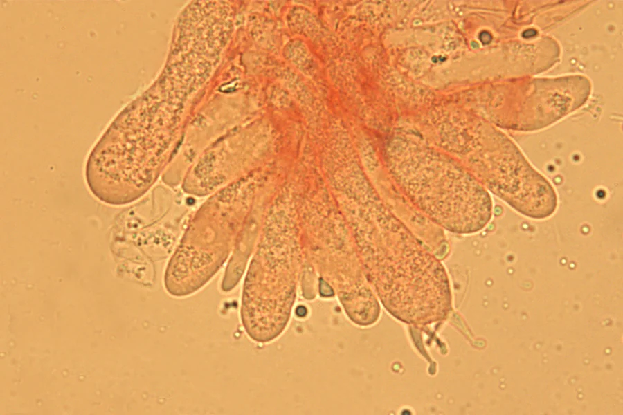 Flammulina ononidis Arnolds - Struttura imeniale: Basidi e Basidioli (Obiettivo 100 x)