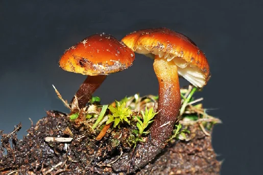 Flammulina ononidis, Physalacriaceae Corner