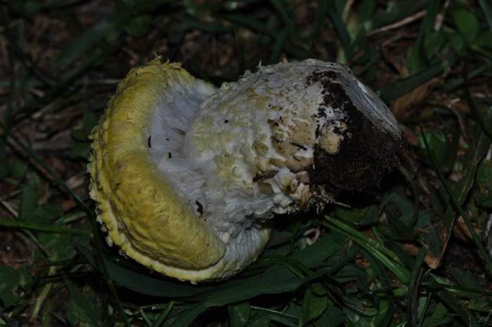 Floccularia luteovirens, fotografia 3