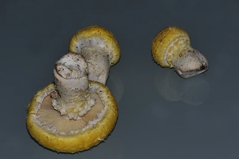 Floccularia luteovirens, fotografia 9