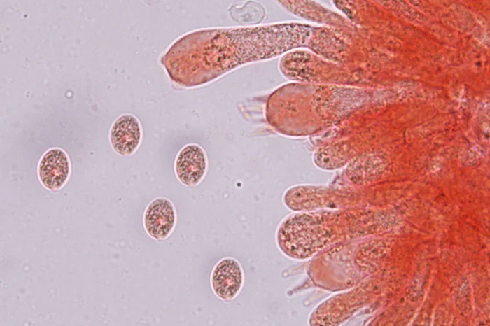 Floccularia luteovirens - Struttura imeniale: spore e basidi -(Obiettivo100 x)