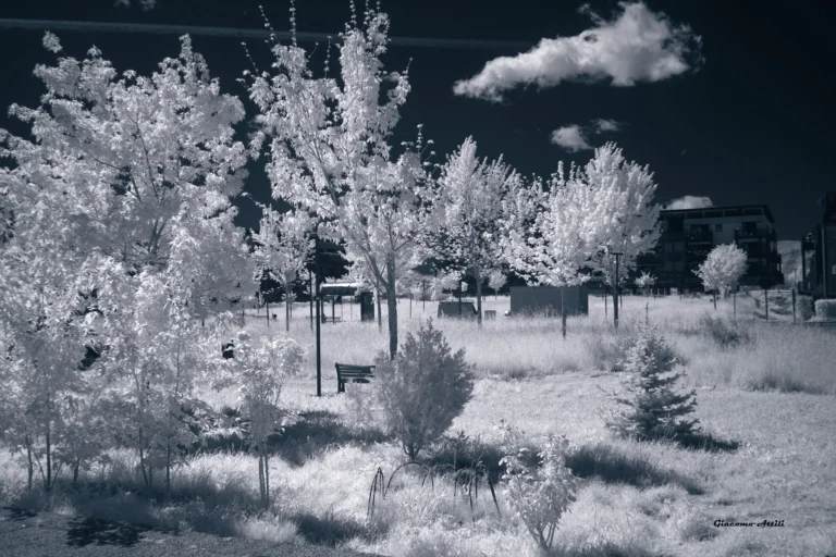 Fotografia infrared modificata colore (17.05.2024)