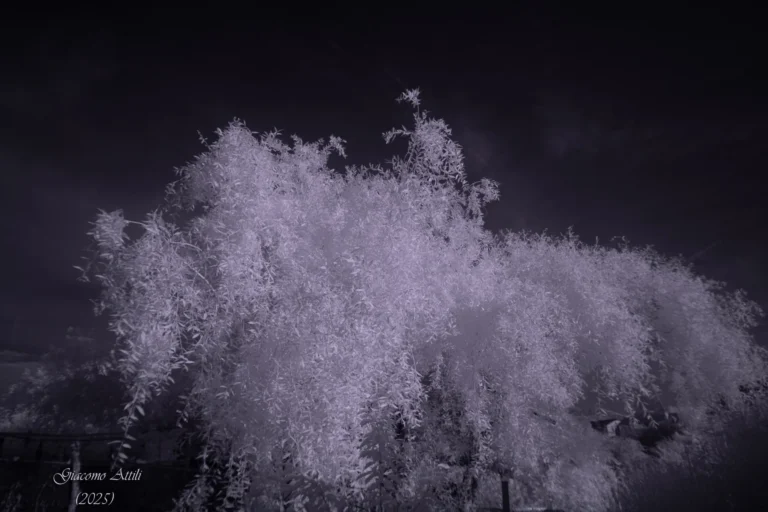 Fotografia Infrared modificata colore (20.06.2025)
