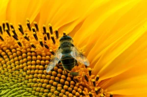 Giacomo Attili — Ape sul disco di un girasole Fotografia