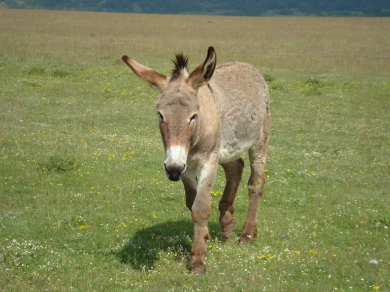 Asino in un prato