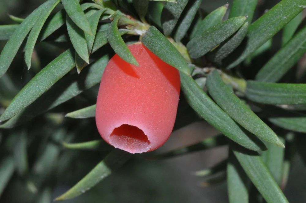 Macro e natura