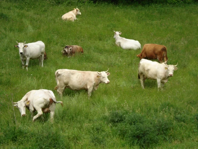 Mandria al pascolo su un prato