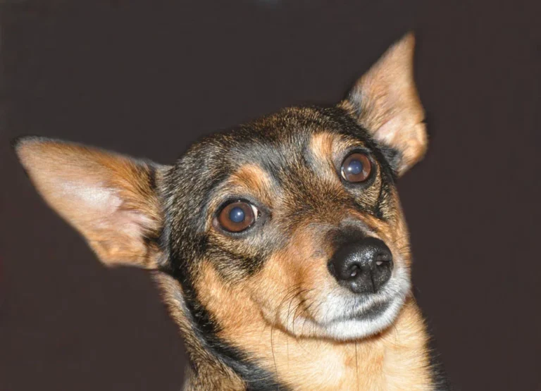 Muso di cane in primo piano