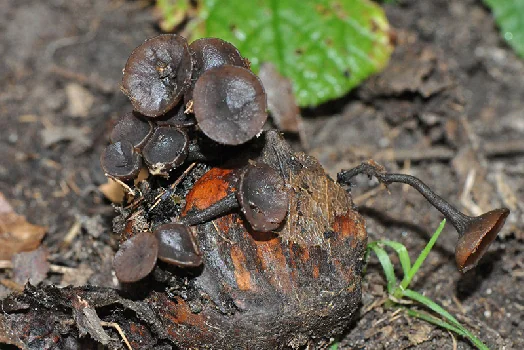 Ciboria batschiana (Zopf) N.F. Buchw.
