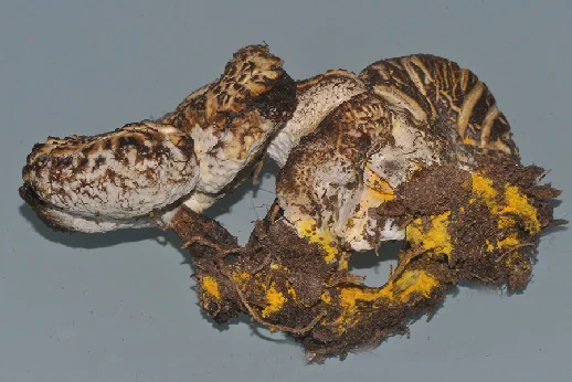 Humaria hemisphaerica, fotografia 2