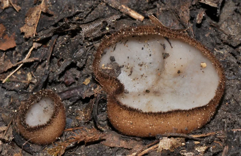 Humaria hemisphaerica, Pyronemataceae Corda