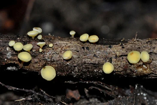 Hymenoscyphus serotinus, Helotiaceae