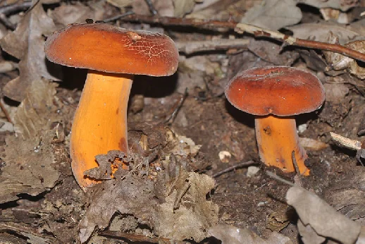 Lactifluus volemus, Russulaceae Lotsy