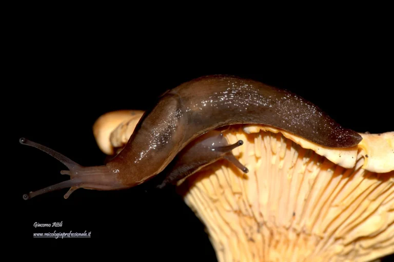 Lehmannia melitensis su Cantharellus cibarius