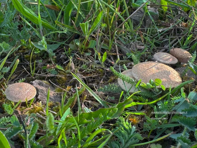 Lentinus arcularius (Batsch) Zmitr., International Journal of Medicinal Mushrooms (Redding) 12(1): 88 (2010)
