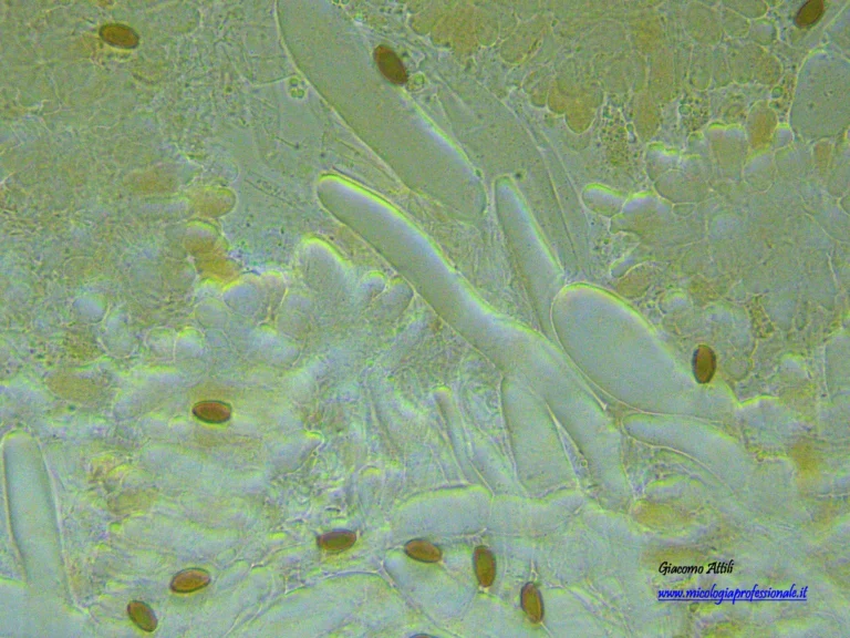 Leratiomyces squamosus (Pers.) Bridge & Spooner, Mycotaxon 103: 117 (2008)